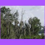 Trees and Moss.jpg